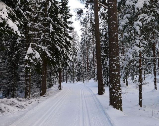 Camino nevado entre abetos.jpg